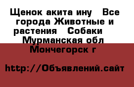 Щенок акита ину - Все города Животные и растения » Собаки   . Мурманская обл.,Мончегорск г.